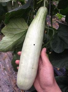 上过吃瓜的网红,揭秘娱乐圈幕后故事